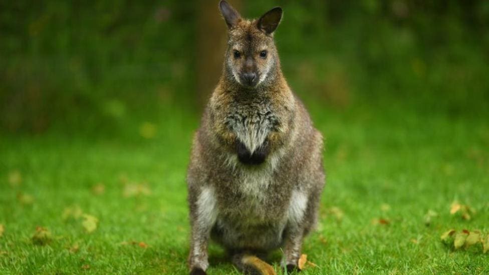 Animal sanctuary wins planning fight to stay — Rotherham news photo (BBC Sheffield & South Yorkshire)